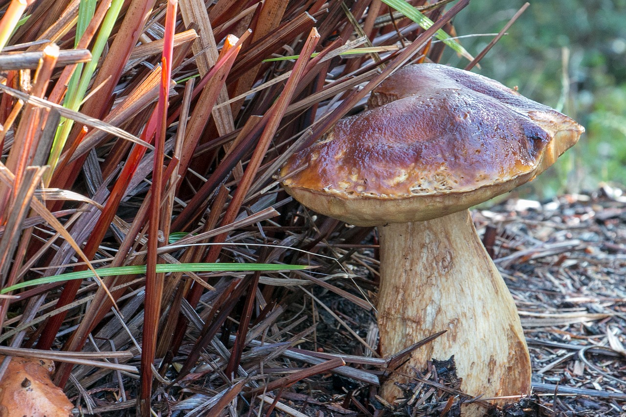 mushroom  nature  mushrooms free photo