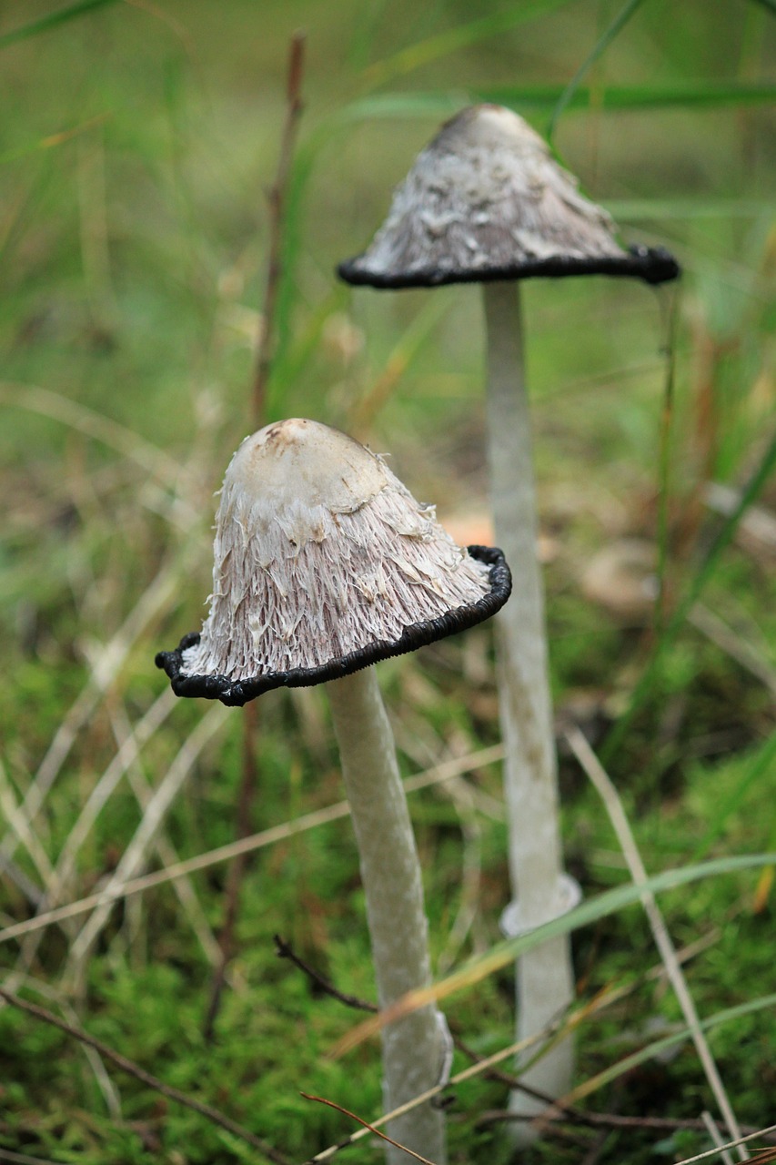 mushroom tintenschoepfling forest free photo