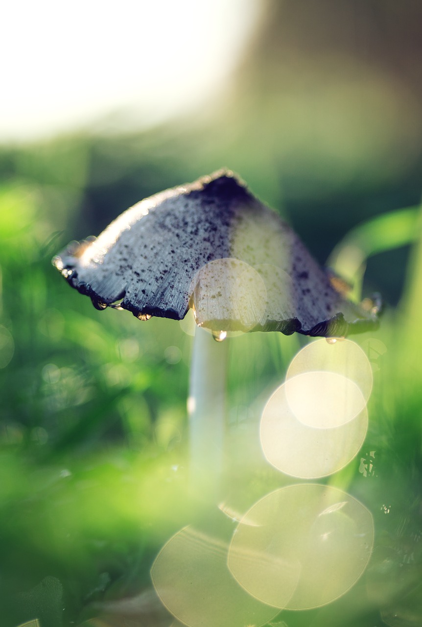 mushroom  bokeh  nature free photo