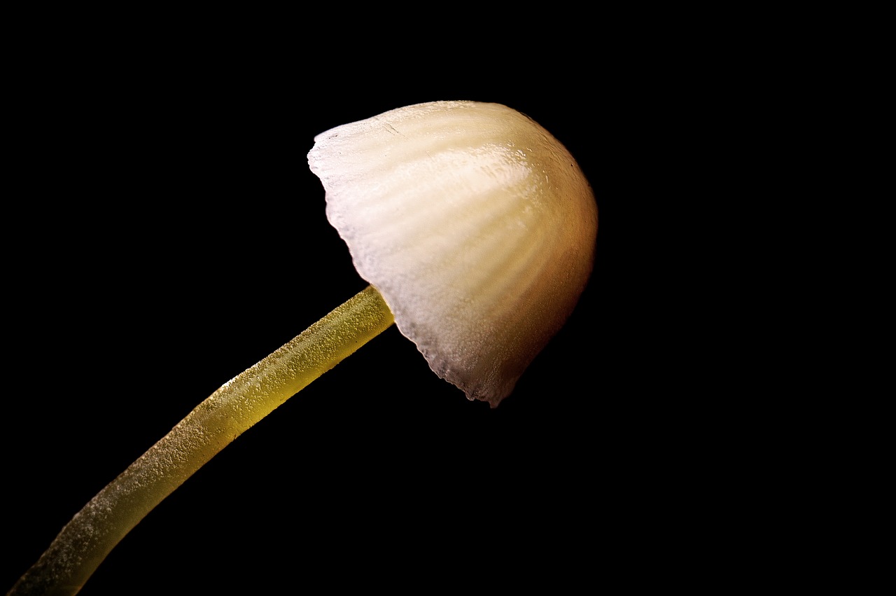 mushroom  light  nature free photo