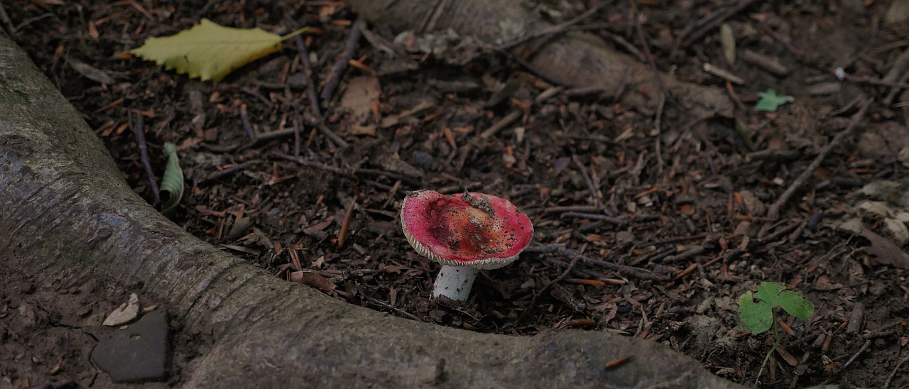 mushroom  forest  nature free photo