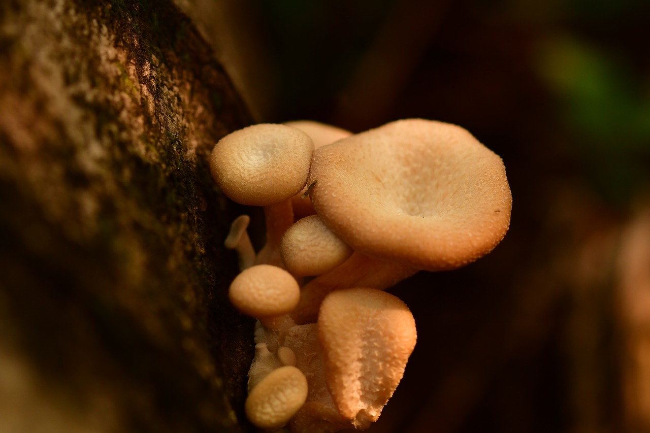 mushroom  fungi  fungus free photo