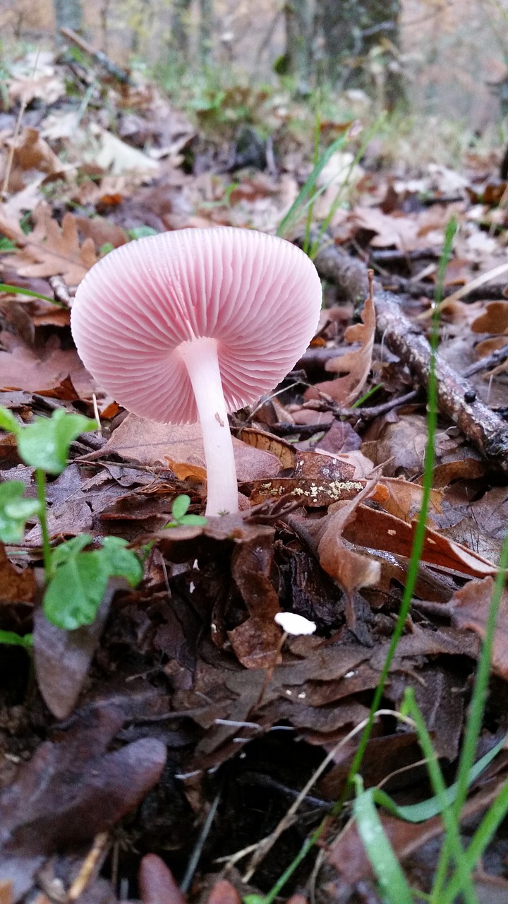 mushroom  field  fungi free photo