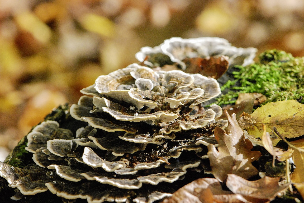 mushroom  nature  autumn free photo