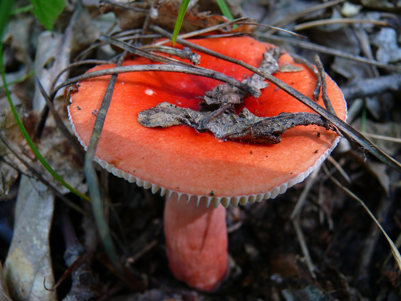 mushroom  mushrooms  russula free photo