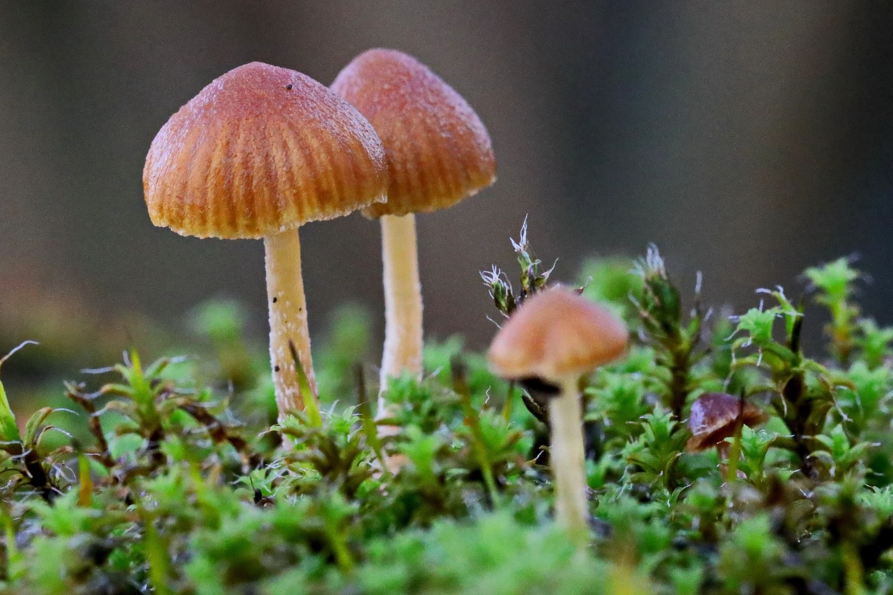 mushroom  forest  nature free photo