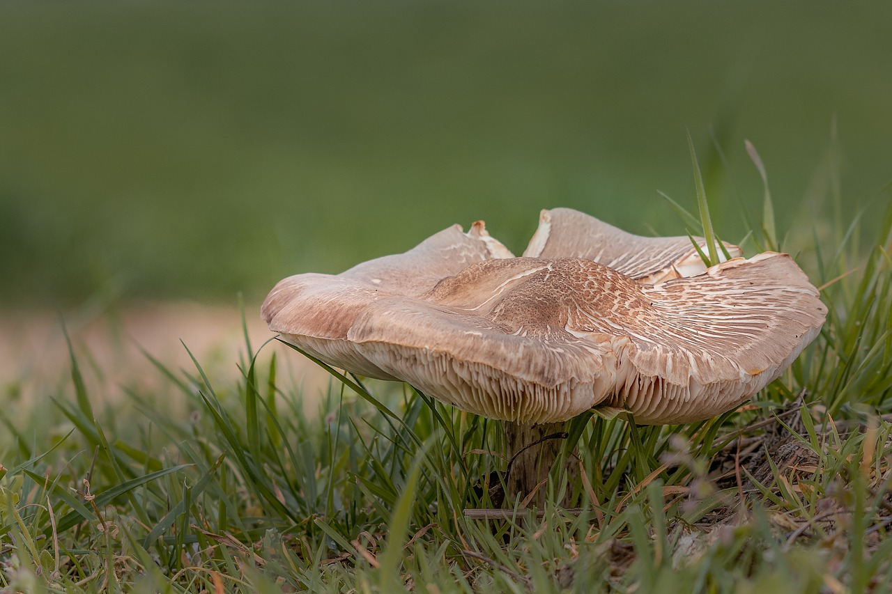 mushroom  nature  meadow free photo