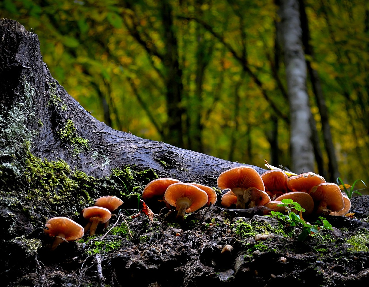 mushroom wild nature free photo