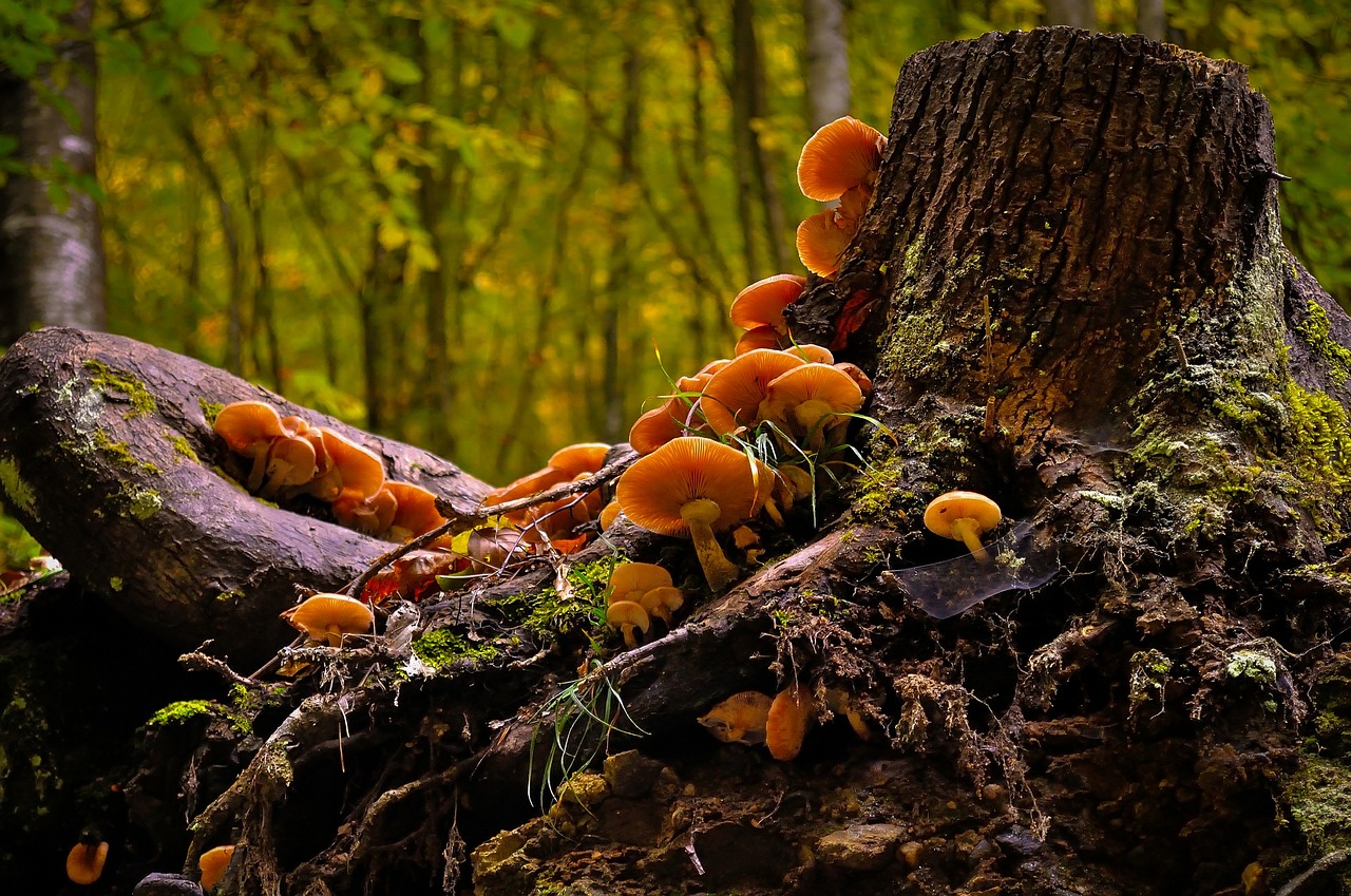 mushroom wild nature free photo