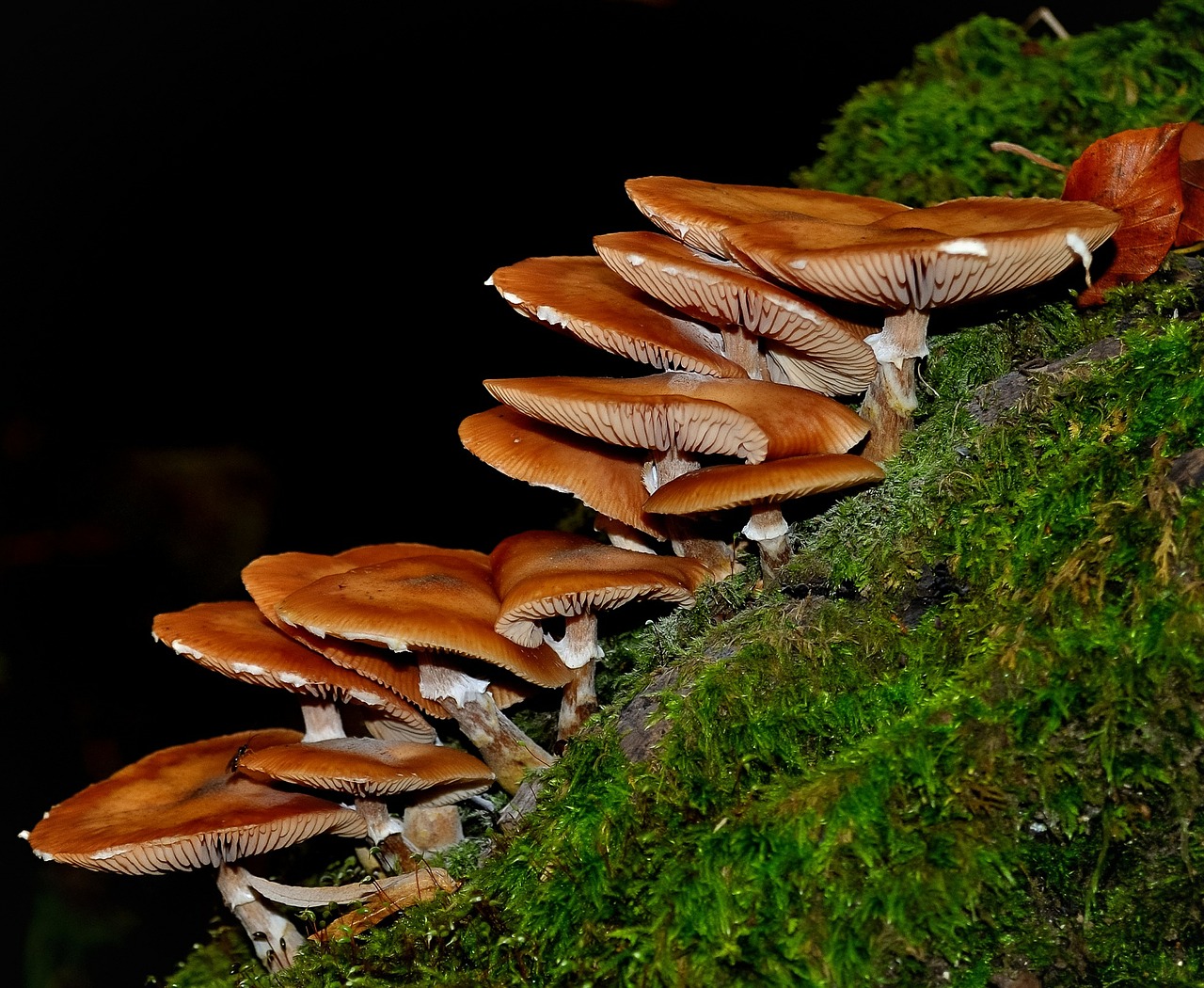 mushroom wild nature free photo