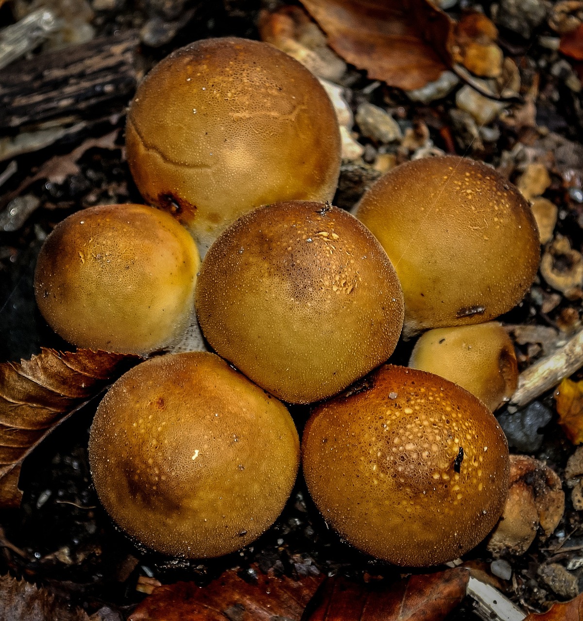 mushroom wild nature free photo