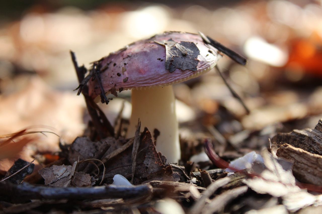 mushroom  nature  forest free photo