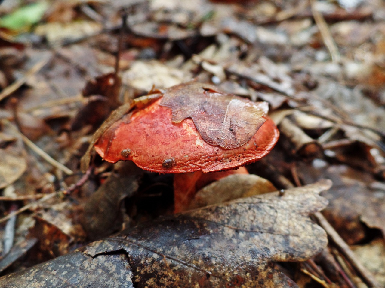 mushroom toxic forest free photo