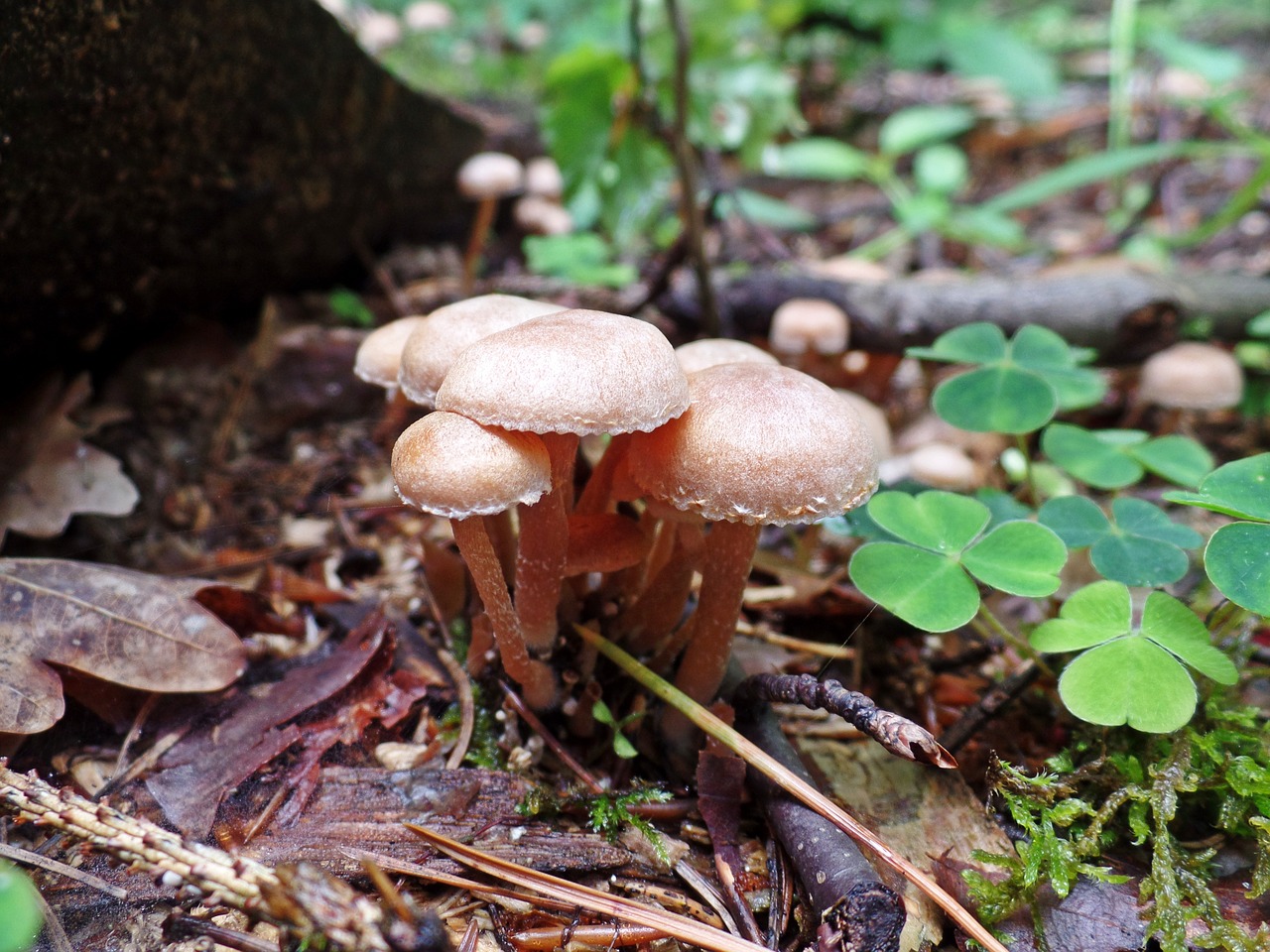 mushroom forest nature free photo