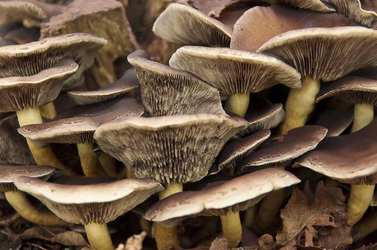 mushroom  autumn  season free photo