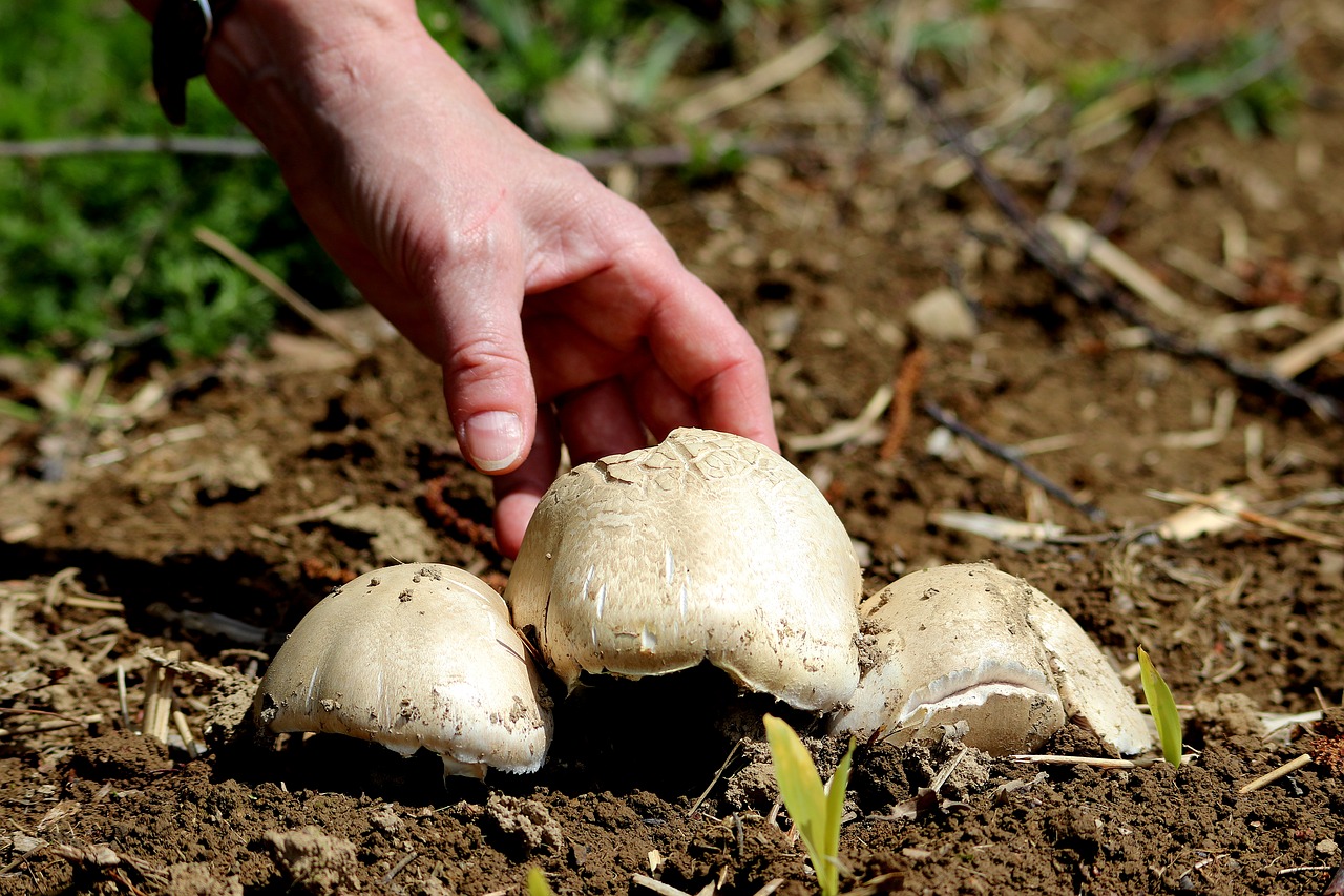 mushroom  edible  food free photo