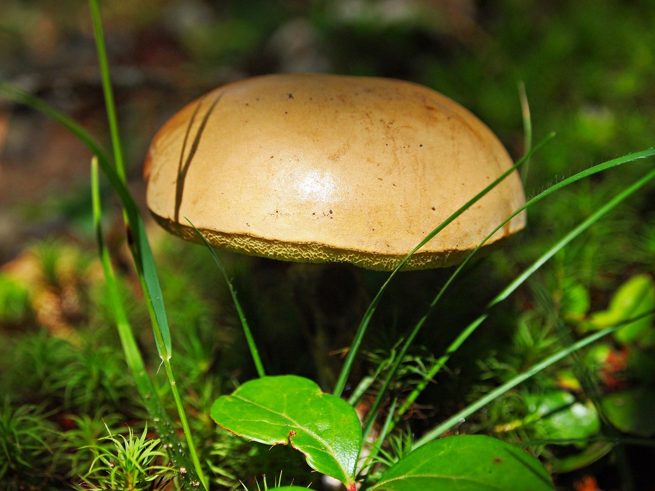 mushroom fungus forest free photo