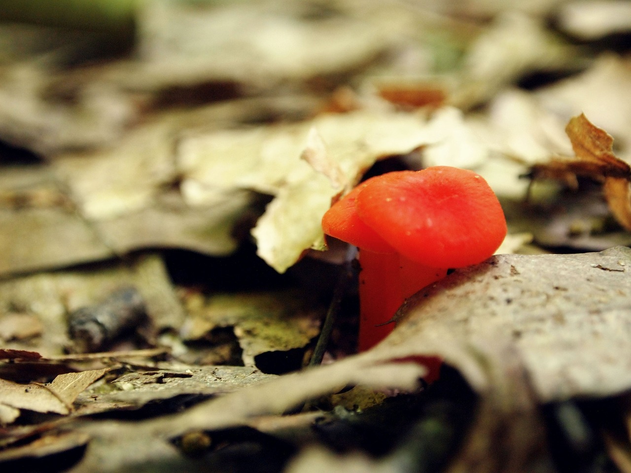 mushroom orange little free photo