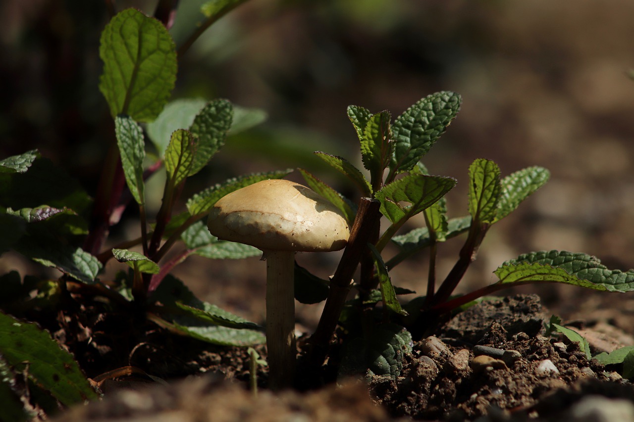 mushroom  earth  forest floor free photo