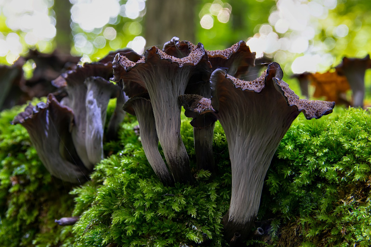 mushroom  forest  nature free photo