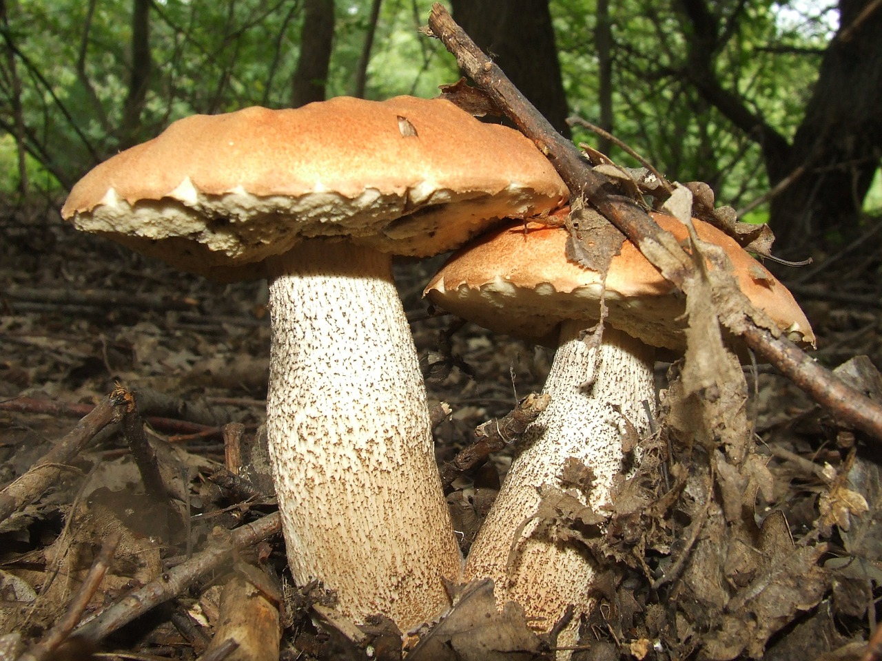 mushroom boletus érdesnyelű forest free photo