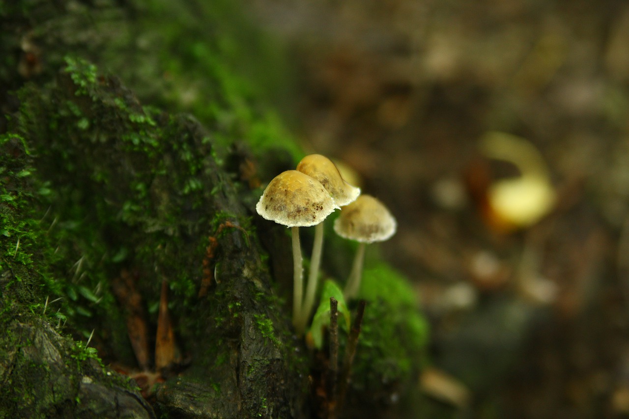 mushroom  nature  forest free photo