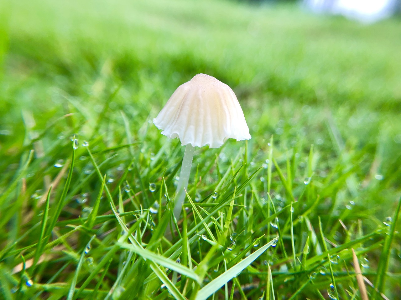 mushroom  fresh  natural free photo