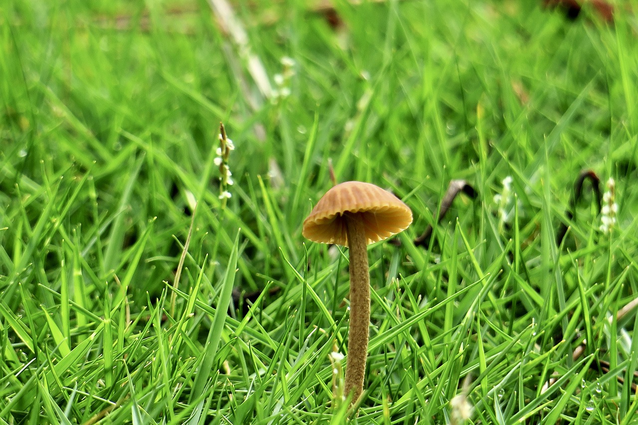 mushroom  fresh  natural free photo