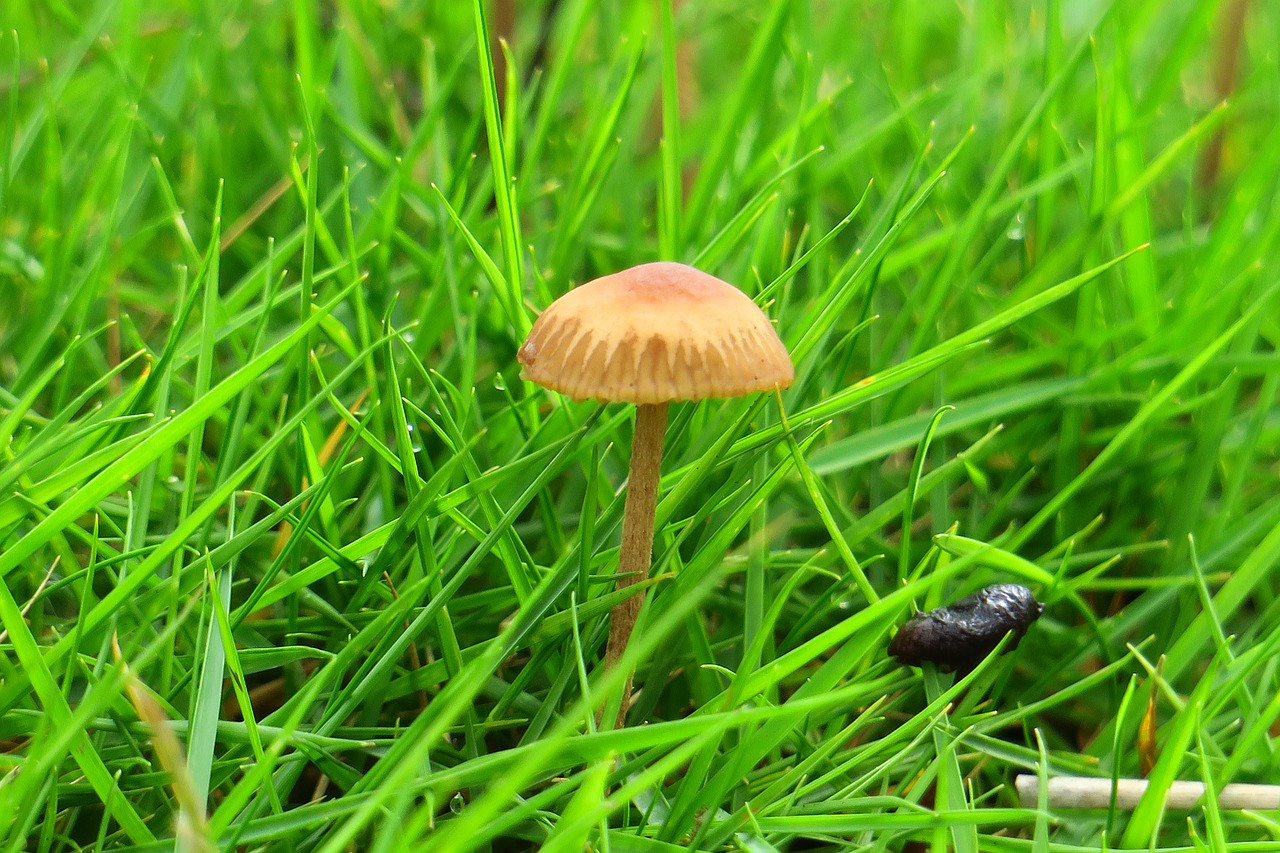 mushroom  fresh  natural free photo