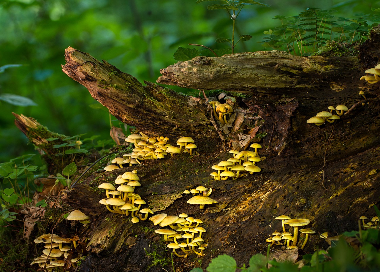 mushroom  mushrooms  sponge free photo