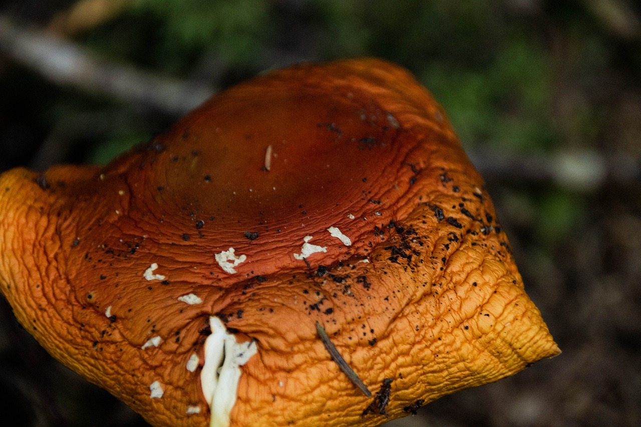 mushroom  brown  forest free photo