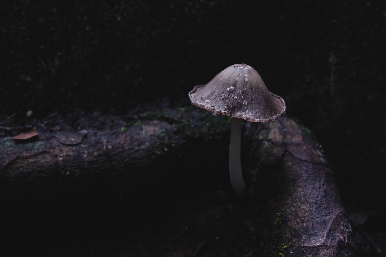 mushroom  nature  the forests free photo