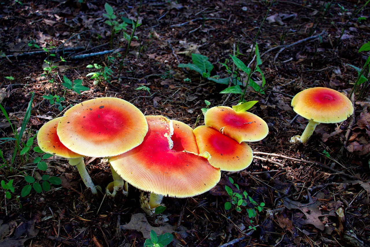 mushroom  mushrooms  cap free photo