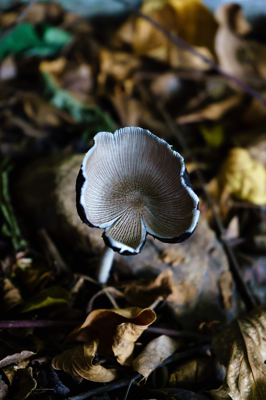 mushroom  wild  nature free photo