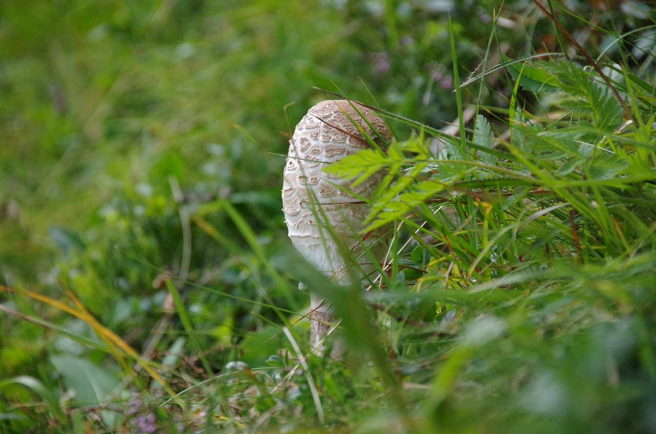 mushroom parasol screen free photo
