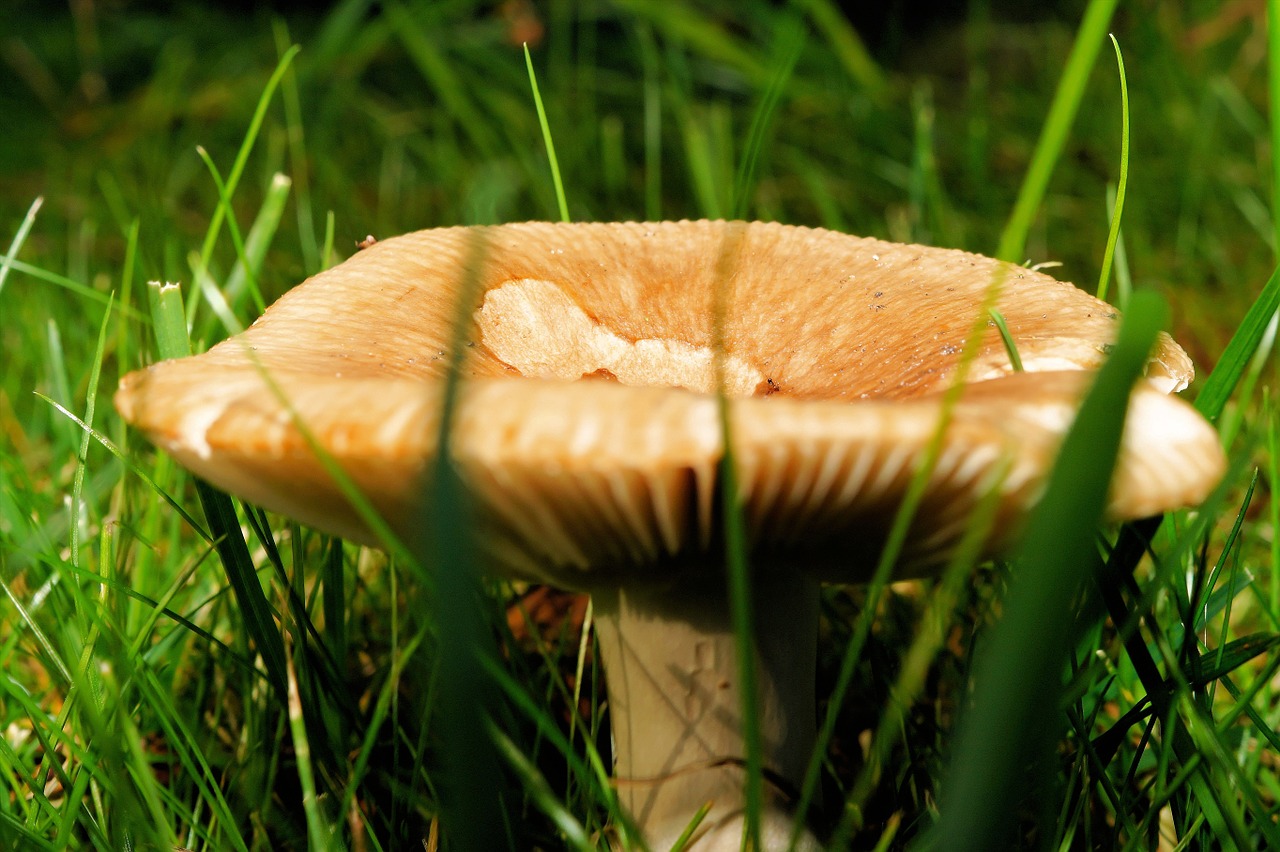 mushroom grass garden free photo