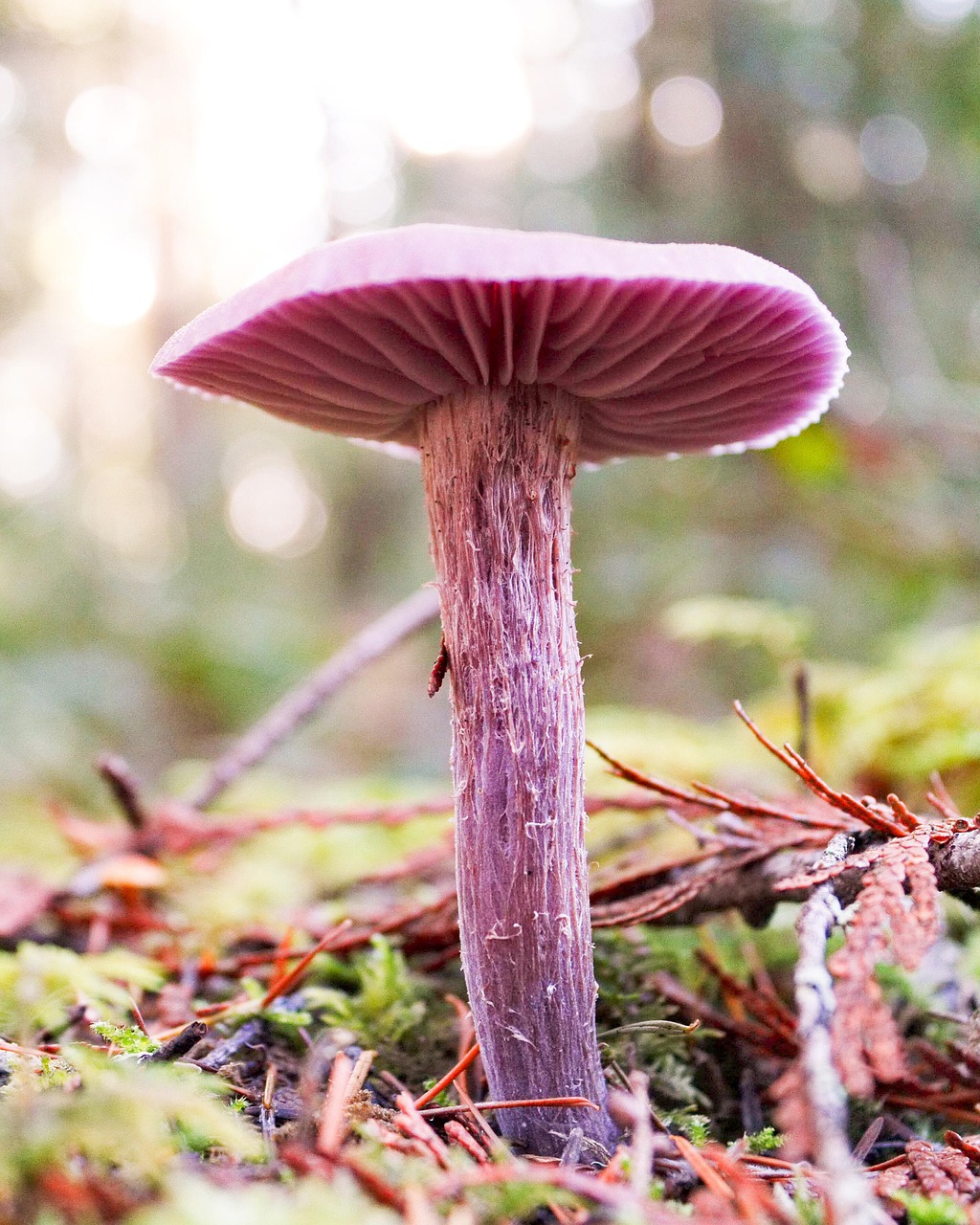 mushroom  fungi  fungus free photo