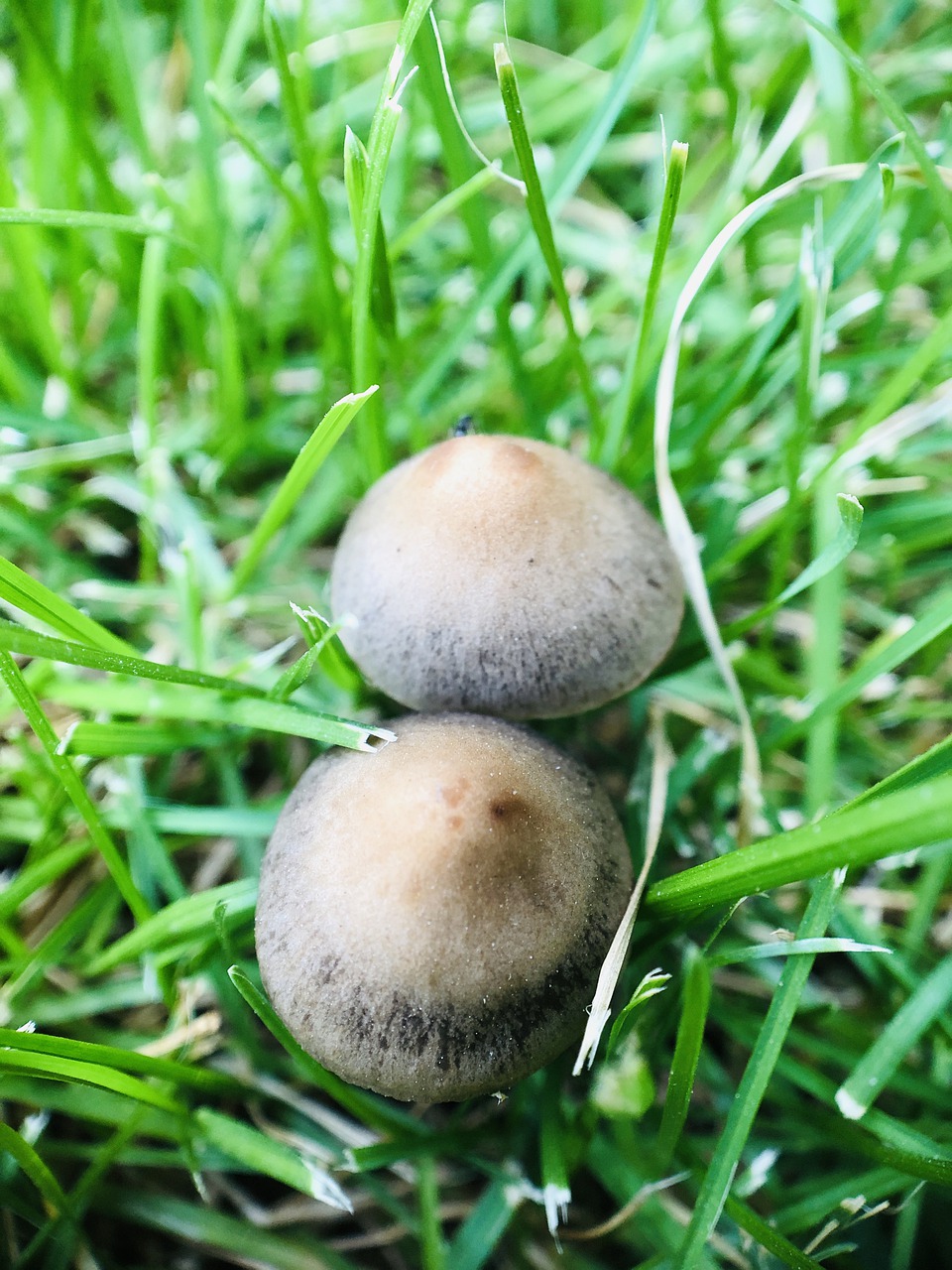 mushroom  outdoors  nature free photo