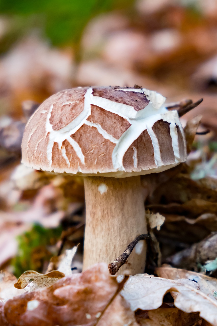 mushroom  boletus  forest free photo