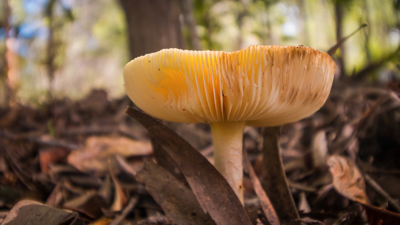 mushroom  fungi  forest free photo
