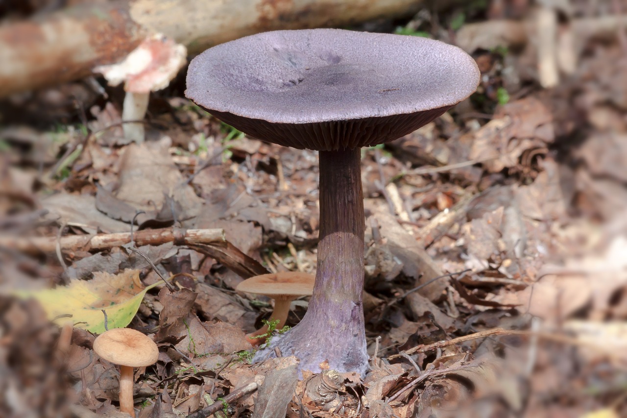 mushroom dunkelvioletter schleierling schleierling free photo