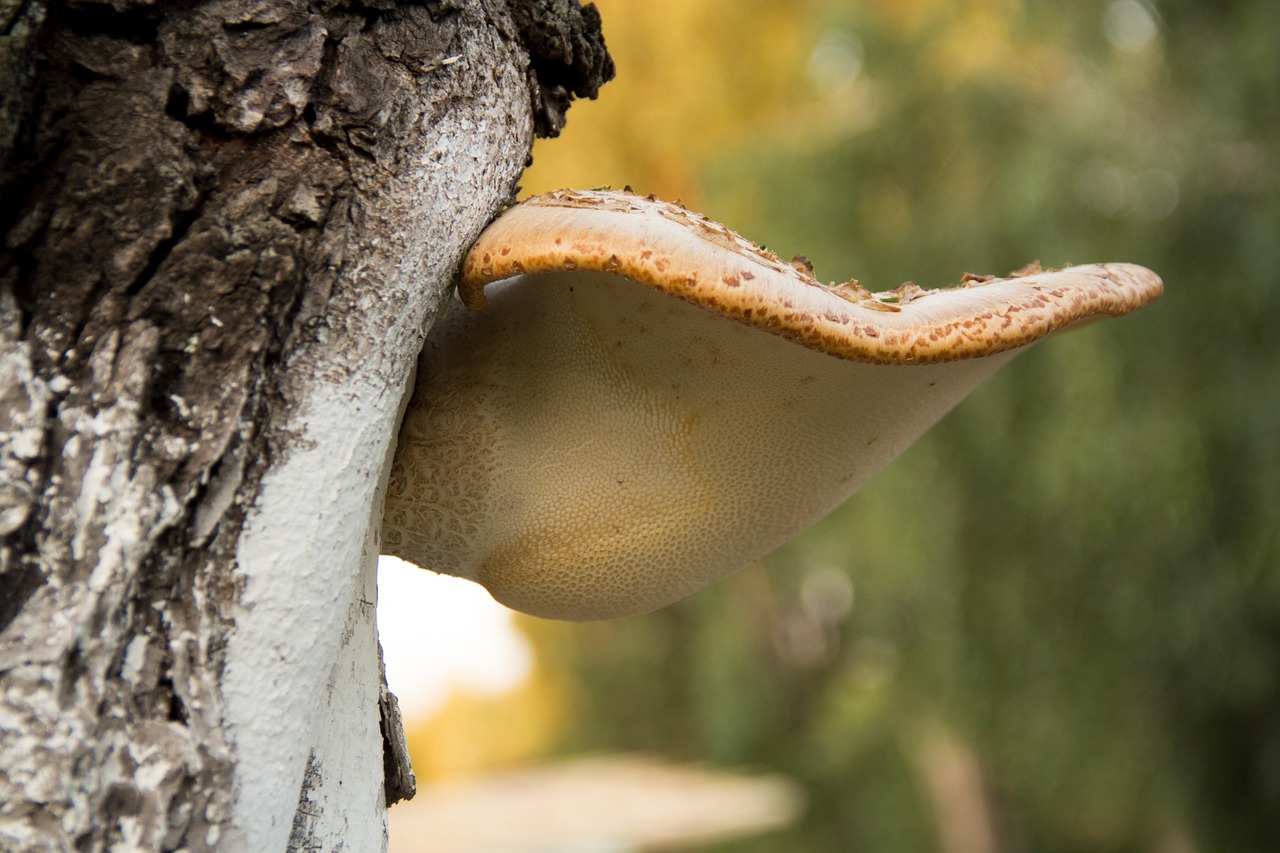 mushroom  lenin  tree free photo