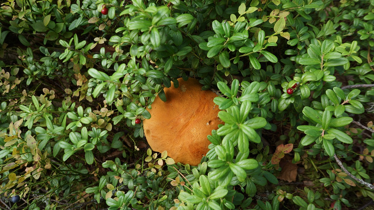 mushroom boletus natural nourishment free photo