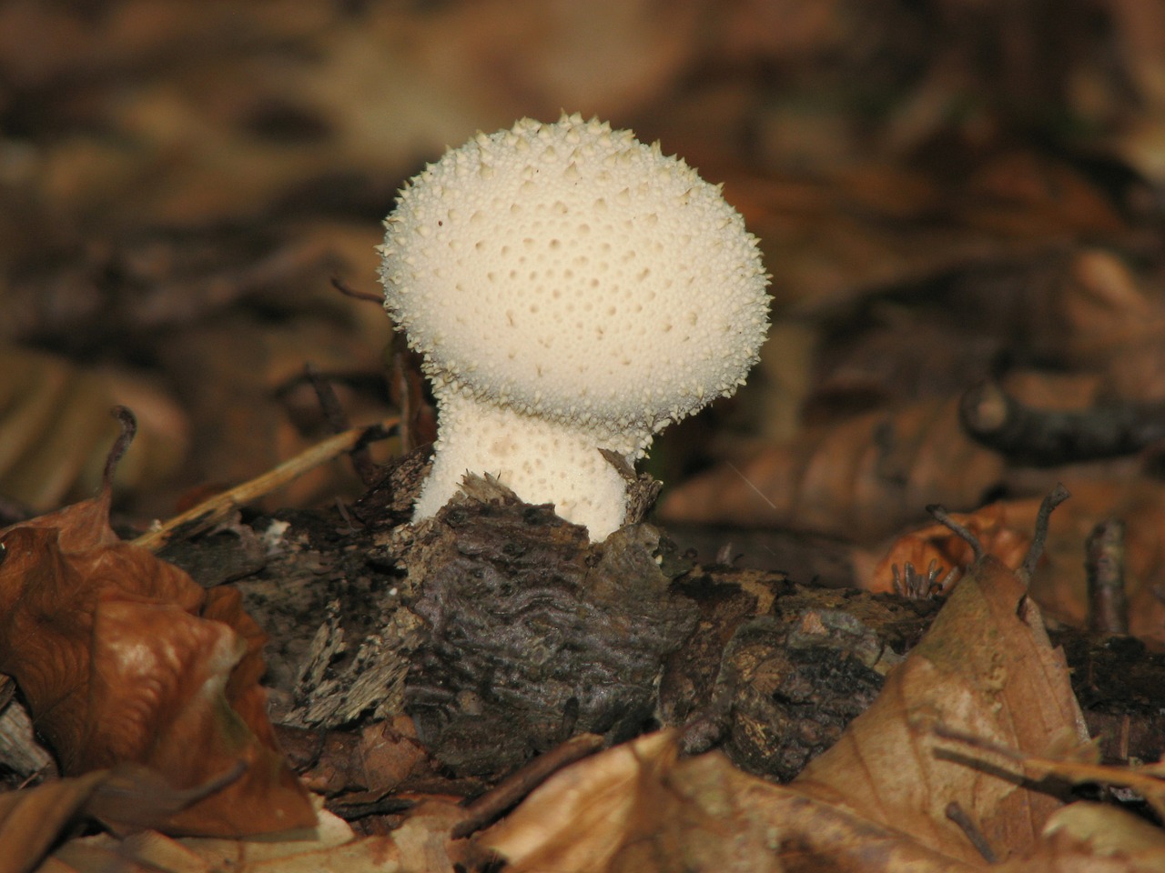 mushroom autumn forest free photo