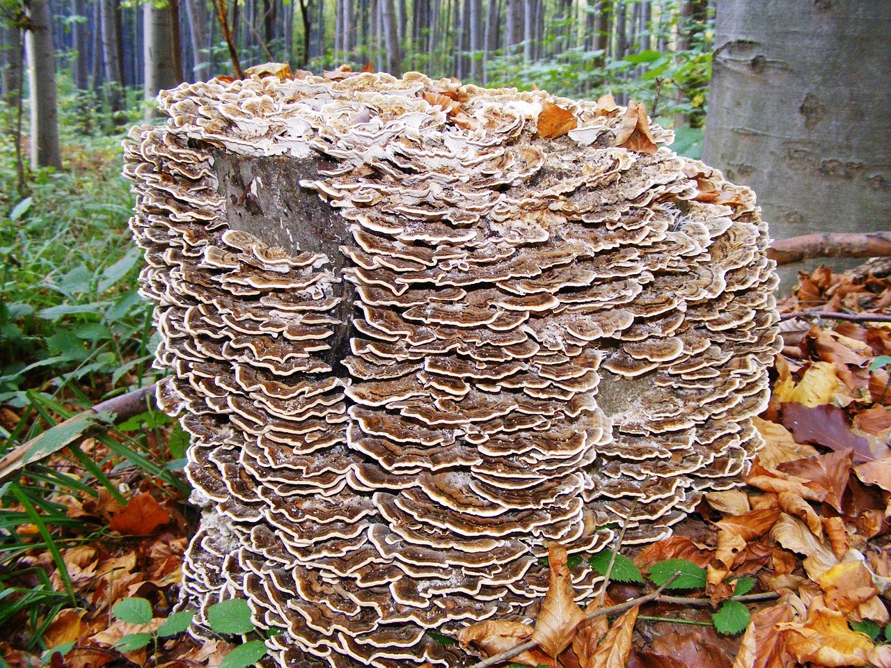 mushroom spunk wood free photo