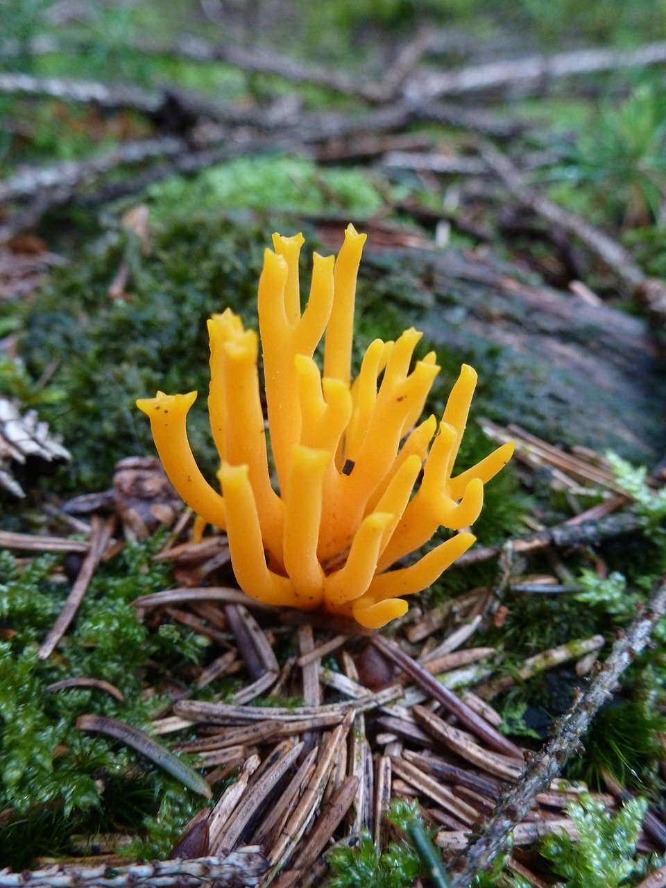 mushroom forest yellow free photo