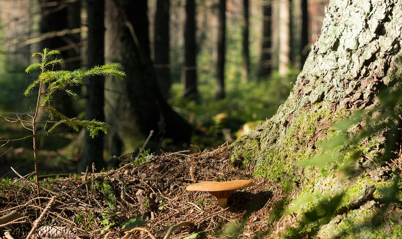 mushroom forest autumn free photo