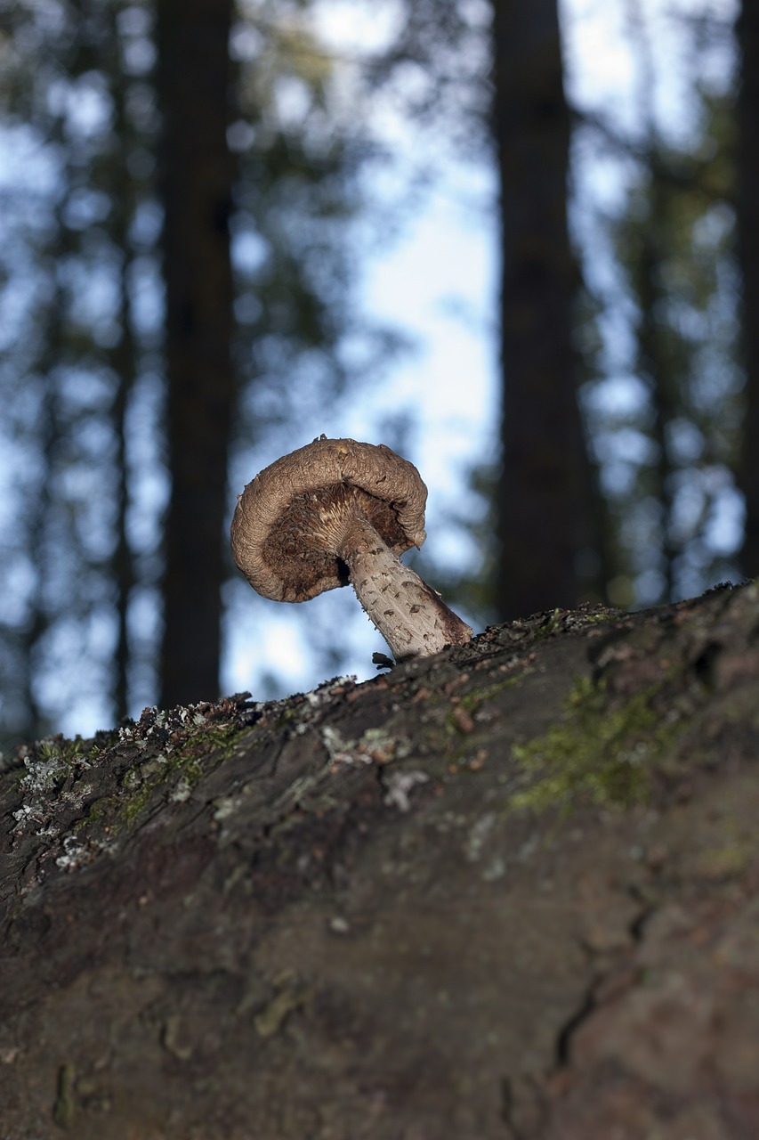 mushroom parasite tree free photo