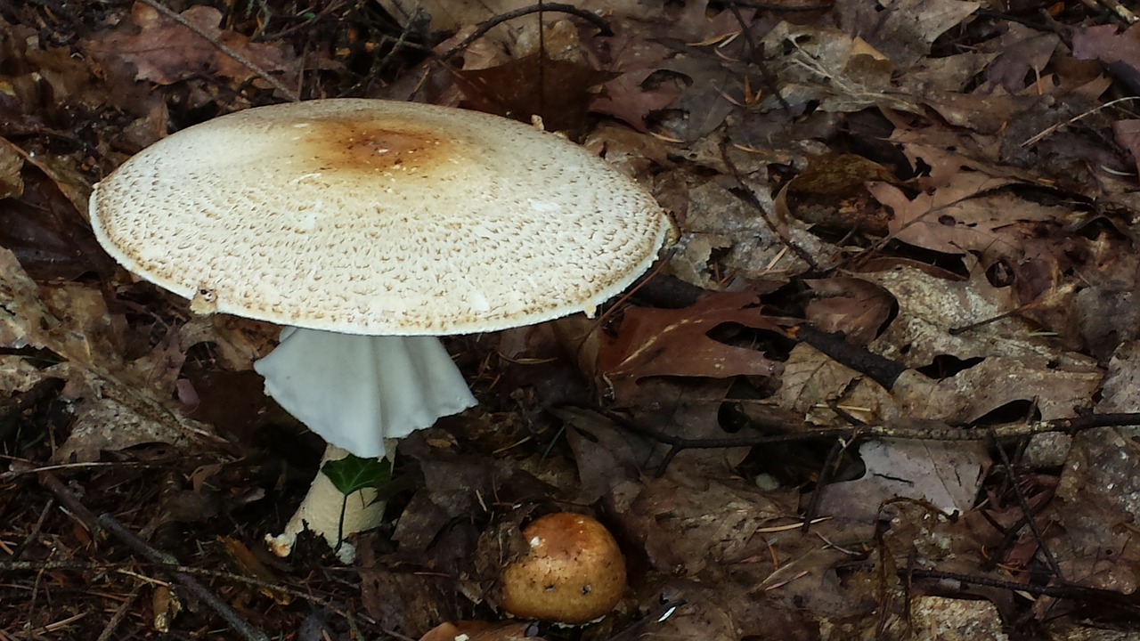 mushroom forest nature free photo