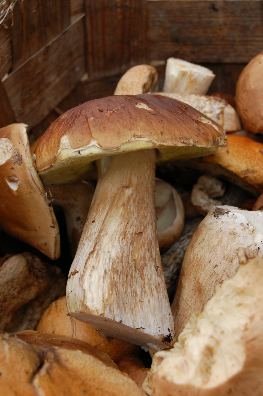 mushroom white mushroom basket free photo